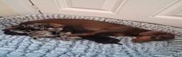 Miniature Dachshund dogs for sale: Miniature dachshund puppies boys and girls - Advert 2