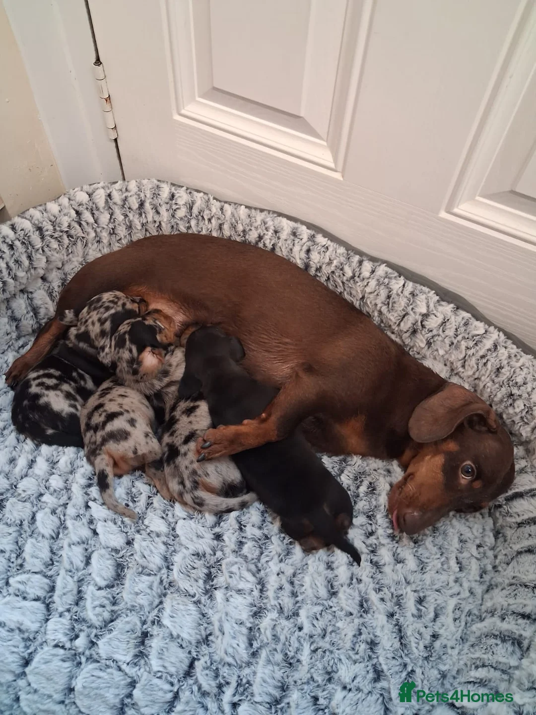 Miniature Dachshund dogs for sale: Miniature dachshund puppies boys and girls - Advert 2