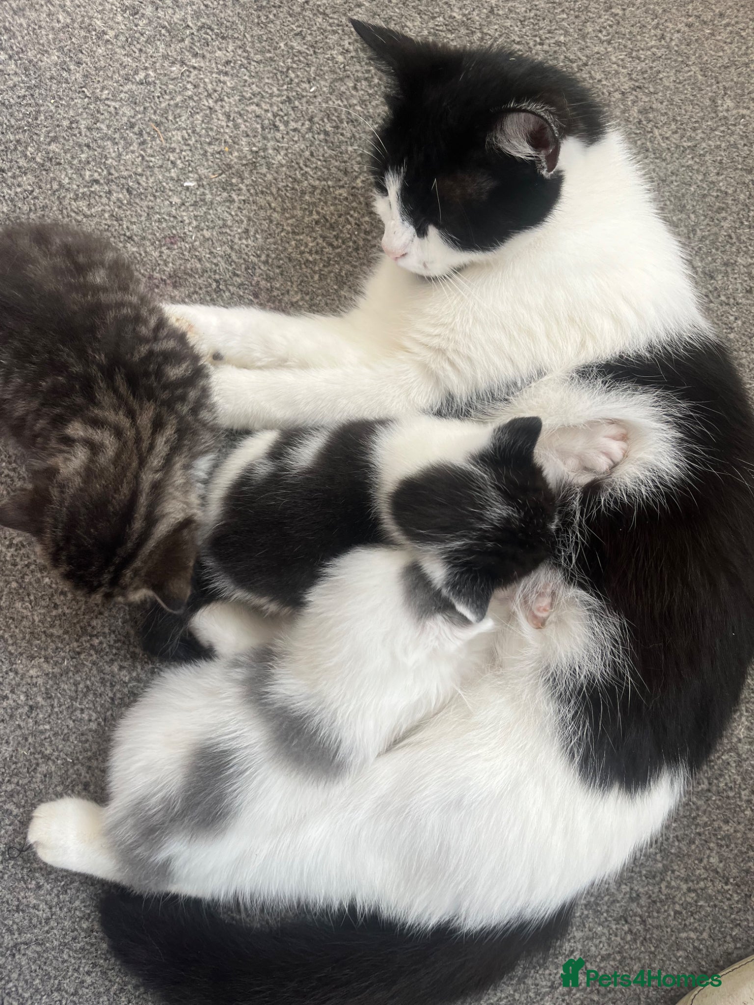 British Shorthair cats Shorthair beautiful kittens  - Advert 3