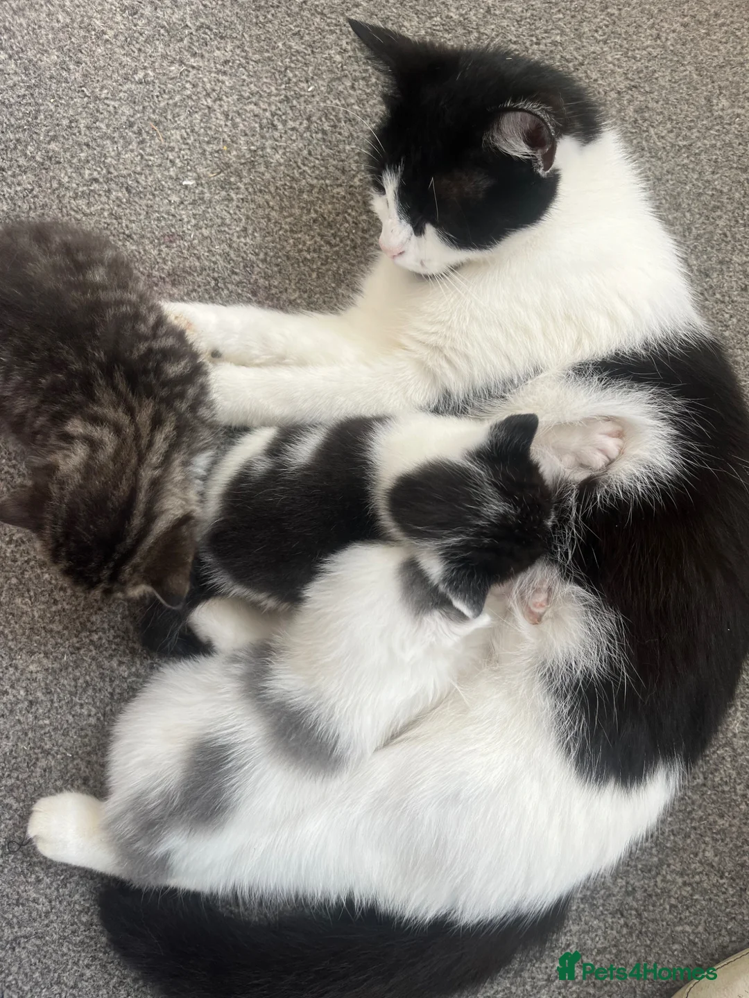 British Shorthair cats for sale: Shorthair beautiful kittens  in Diss - Advert 1