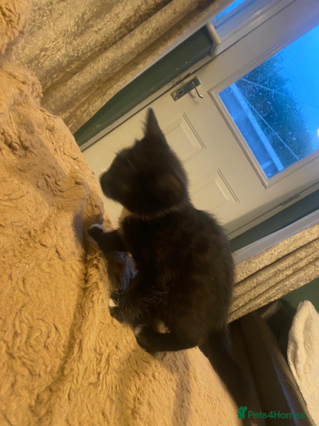 Bengal cats for sale: Bengal x - Image 20