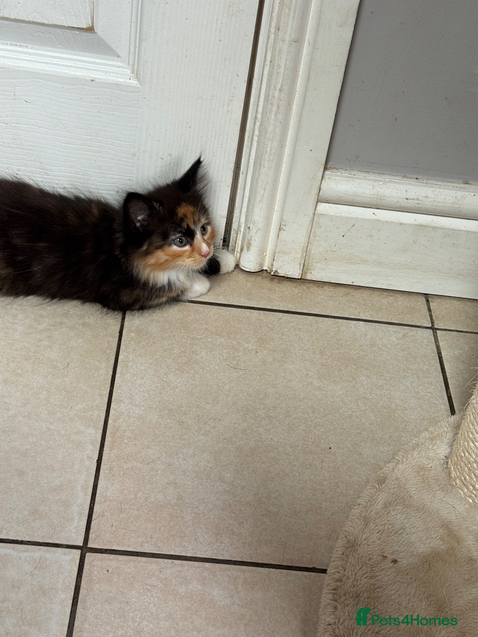 Domestic Shorthair cats Beautiful kittens ready to go 1st September  - Advert 1