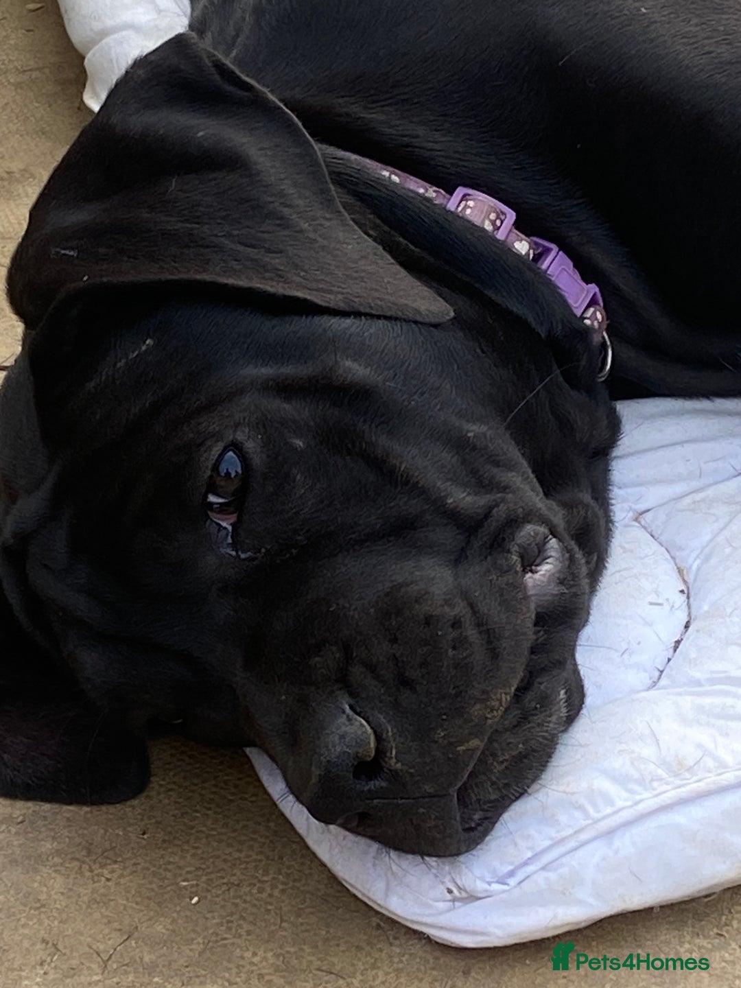 Cane Corso dogs for sale: Big Pure Cane Corso Puppies Ready Now!  - Image 16