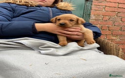 Labrador Retriever dogs for sale: Labrador puppies for sale 🐶 - Image 21