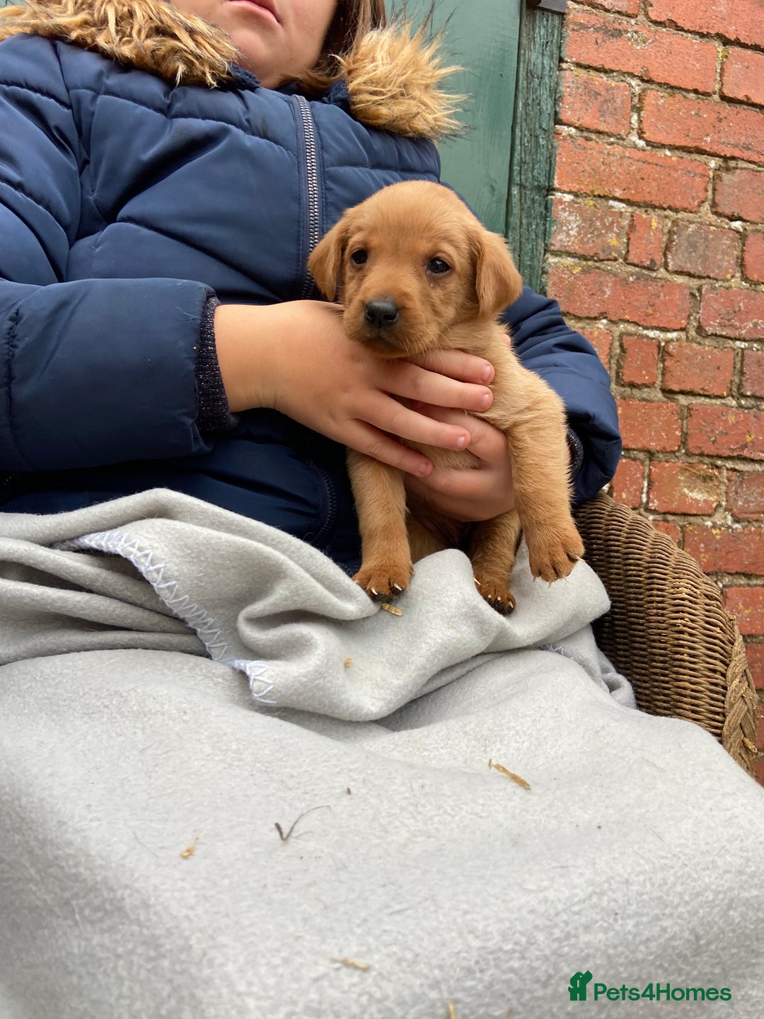 Labrador Retriever dogs for sale: Labrador puppies for sale 🐶 - Image 21