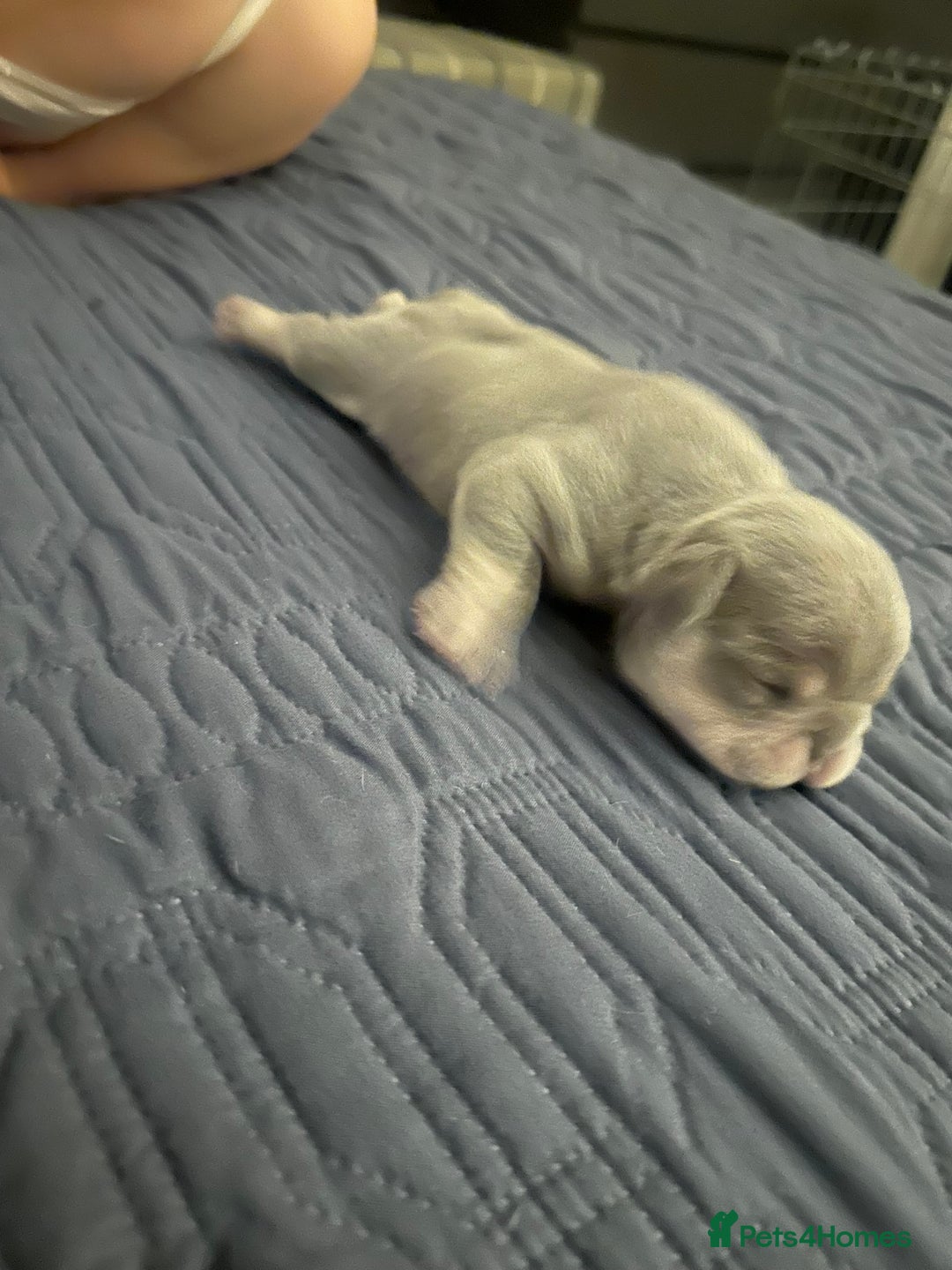 French Bulldog dogs for sale: French Bulldog Puppies  - Advert 11