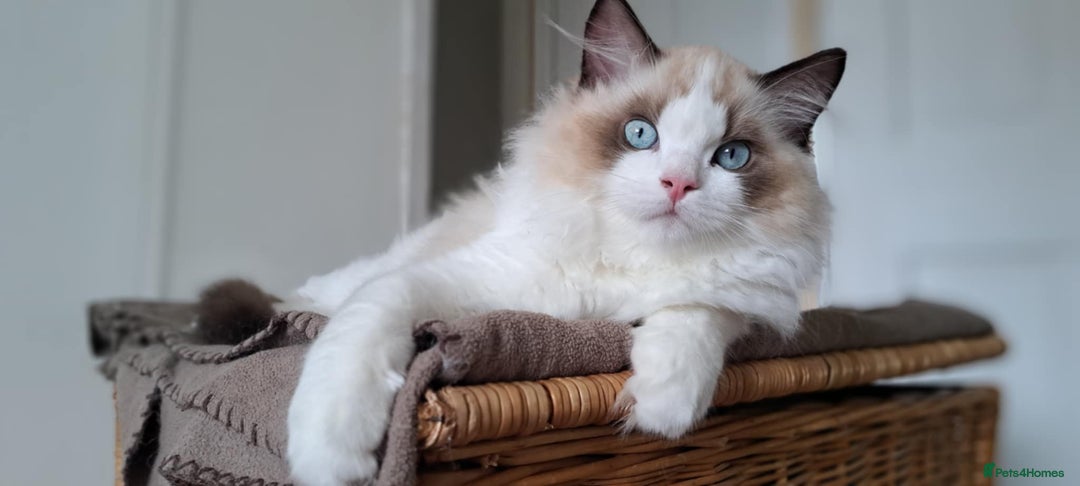 Ragdoll cats for sale: 💠Handsome FiFe Reg Ragdoll boy💠RESERVED - Image 1