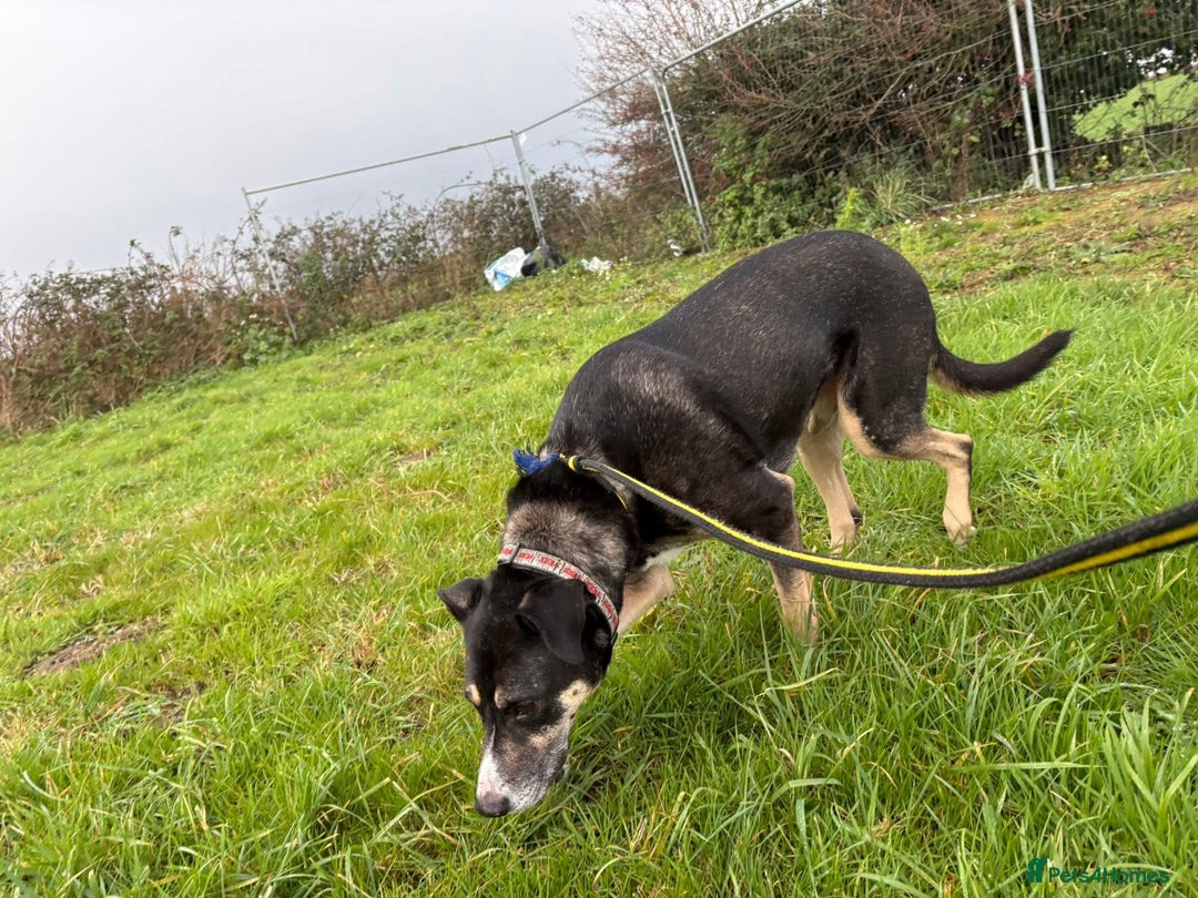 Mixed Breed dogs for adoption: Ralph - Norwich Norfolk  - Advert 5