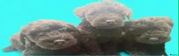 Schnoodle dogs for sale: BLUE Schnoodle Puppies 🐾 - Advert 4