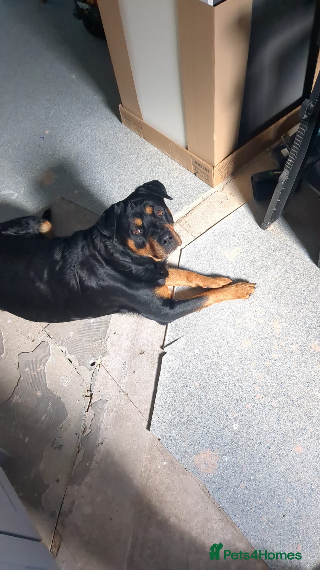 Rottweiler dogs for sale: Female rotweiller  - Image 2