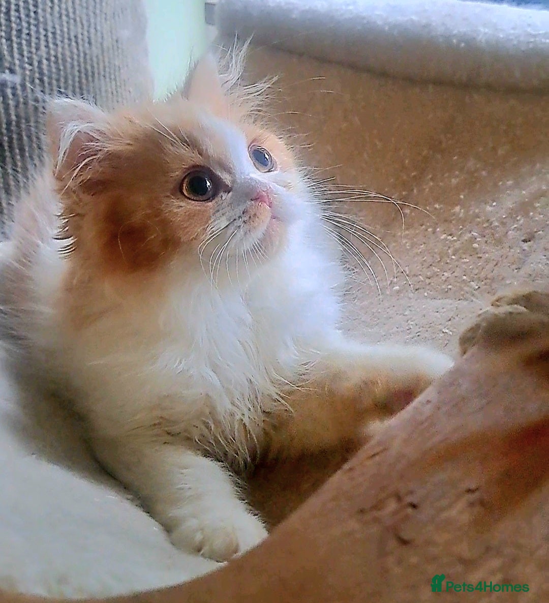 British Longhair cats for sale: *RESERVED* Red Bicolour British Longhair Kitten - Image 8