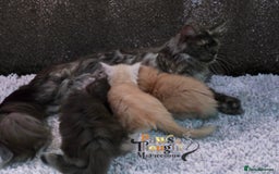 Maine Coon cats for sale: Stunning quality tica registered Mainecoon  - Image 8