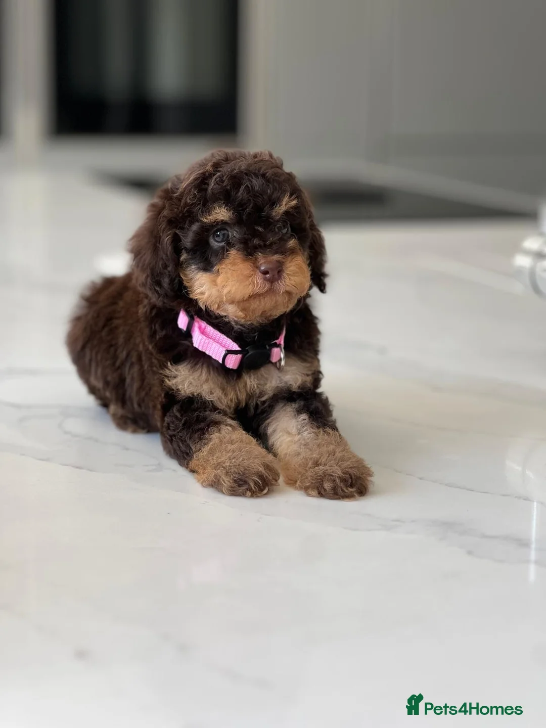 Toy Poodle dogs for sale: Stunning chocolate phantom toy Poodle Litter  - Advert 2