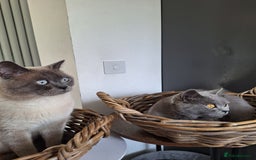 British Shorthair cats for sale: 😻🤎CHOCOLATE BSH boy and girl, LONDON, READY NOW! - Image 6