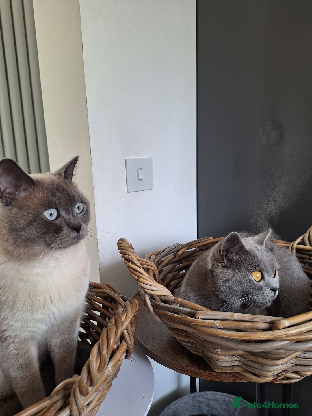 British Shorthair cats for sale: 😻🤎CHOCOLATE BSH boy and girl, LONDON, READY NOW! - Image 6