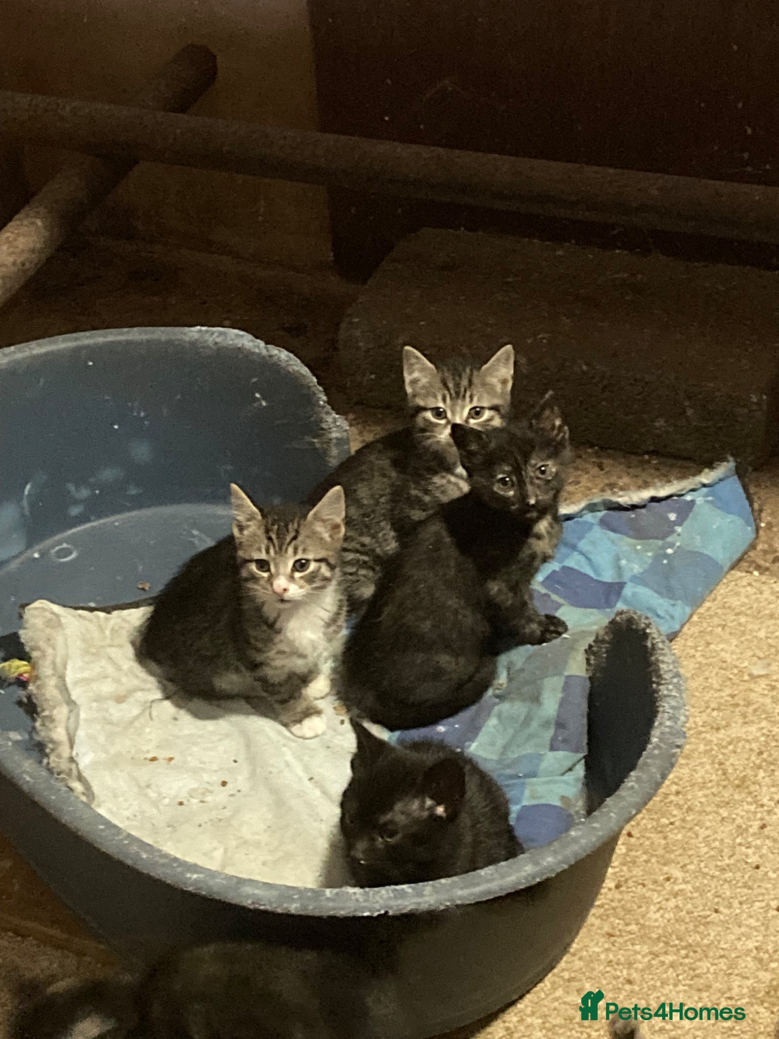 Mixed Breed cats 4 playful kittens for sale - Advert 3