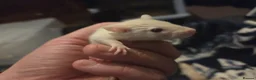 Rat rodents for sale: Baby rats - Advert 4