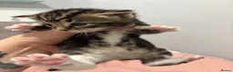 Domestic Shorthair cats for sale: 3 beautiful female kittens aged 5 weeks - Advert 1
