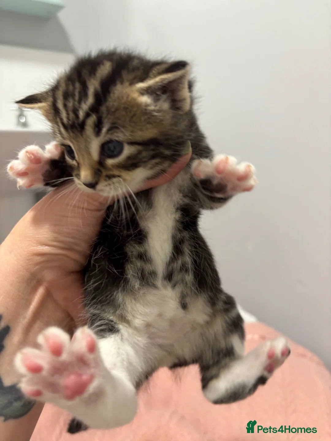 Domestic Shorthair cats for sale: 3 beautiful female kittens aged 5 weeks - Advert 1