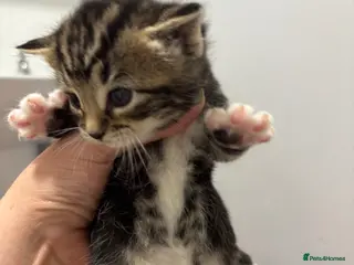 Domestic Shorthair cats 3 beautiful female kittens aged 5 weeks - Advert 5
