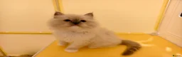 Ragdoll cats for sale: Loving Mitted Kittens – Ready for Homes - Advert 13