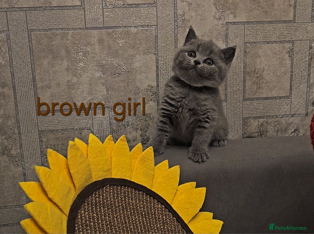 British Shorthair cats for sale: British Shorthair kitten's, GCCF pedigree - Advert 29