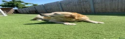 Golden Retriever dogs for sale: Beautiful Golden Retriever - Forever Home 🏡  - Advert 2