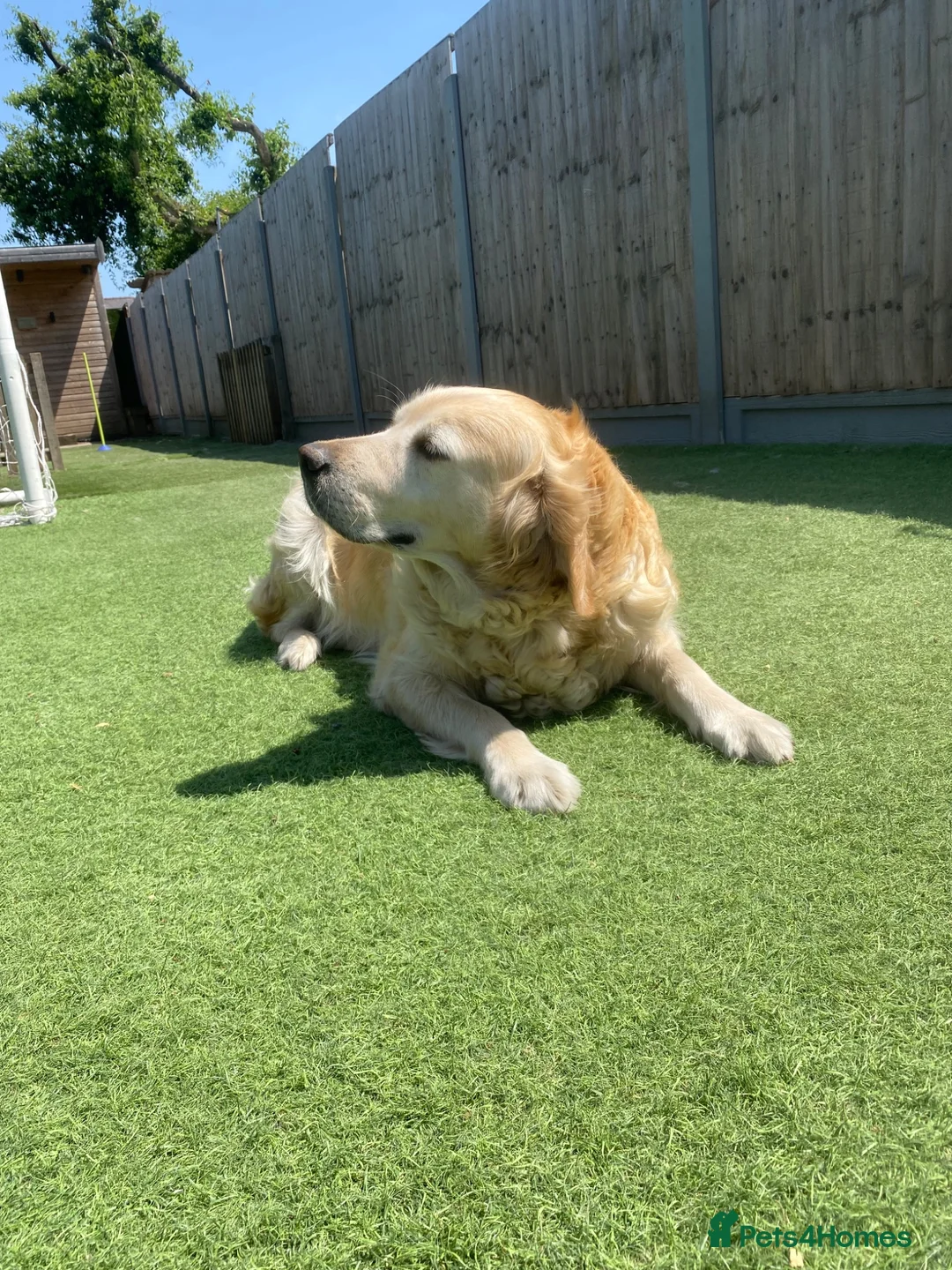Golden Retriever dogs for sale: Beautiful Golden Retriever - Forever Home 🏡  - Advert 2