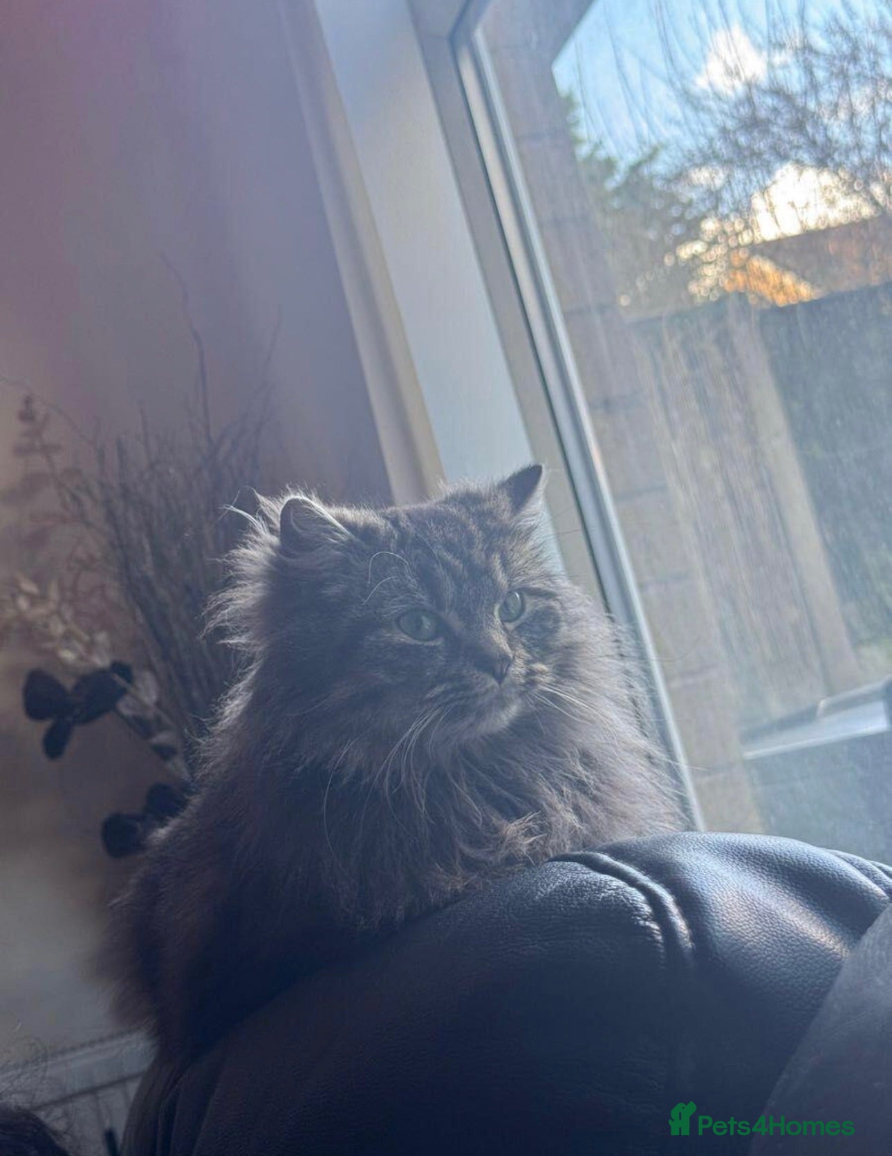 Mixed Breed cats Beautiful Mainecoon x Bengal kittens  - Advert 1