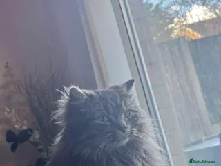 Mixed Breed cats Beautiful Mainecoon x Bengal kittens - Advert 1