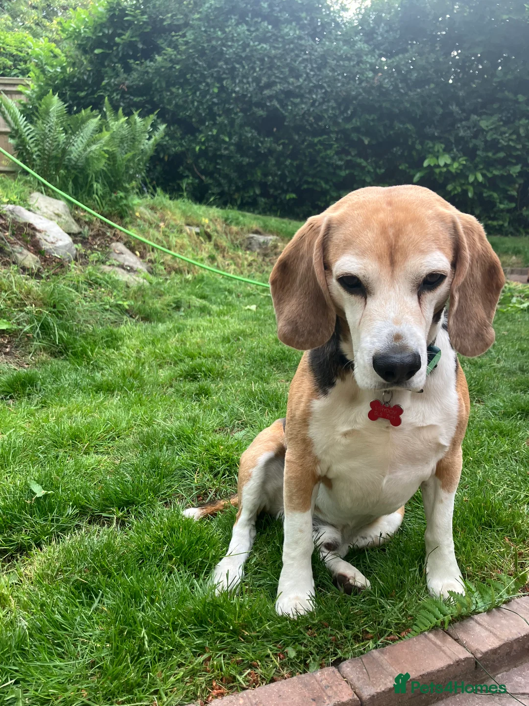 Beagle dogs for stud: Baxter wants a date - Advert 6