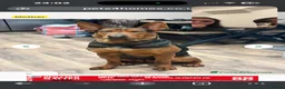 Chinese Red Dog dogs for sale: Chinese Red Dog Puppy  - Advert 9