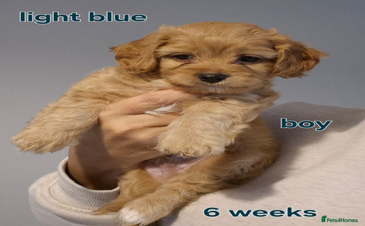 Cavapoochon dogs - Advert 2