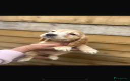 Cockapoo dogs for sale: COCKAPOO PUPPIES  - Advert 9