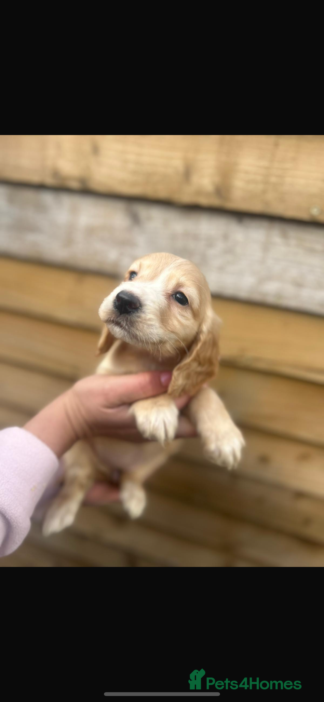 Cockapoo dogs for sale: COCKAPOO PUPPIES  - Advert 9