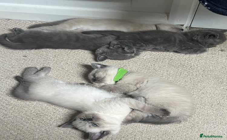 British Shorthair cats - Advert 7