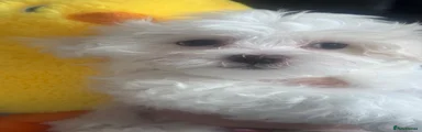 Maltese 4