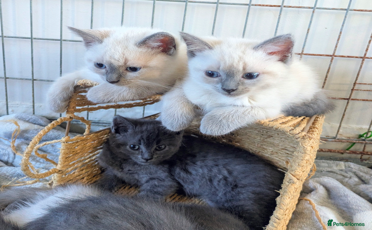 Ragdoll cats - Advert 1