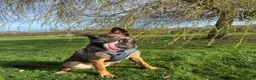Mixed Breed dogs for sale: Handsome loving 1year old Belgium Malinois  in Lowestoft - Advert 3