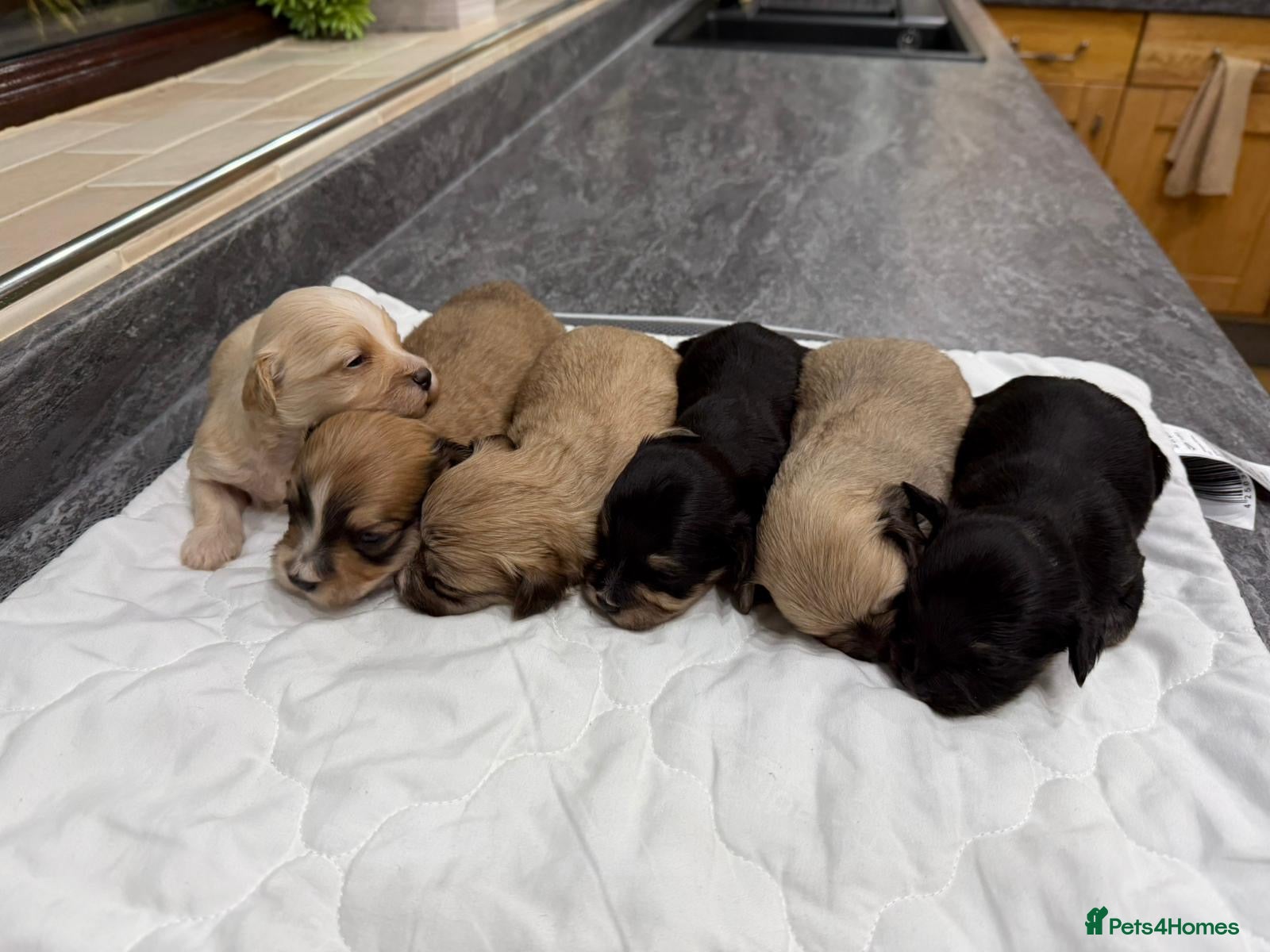 Havanese dogs Fabulous Havanese Puppies - Advert 1