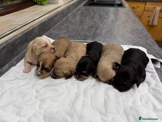 Havanese dogs Fabulous Havanese Puppies - Advert 1