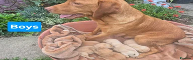 Labrador Retriever 5