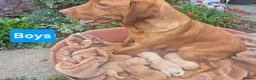 Labrador Retriever dogs for sale: 🐾 Labrador Puppies – Fox Red & Golden 🐾 - Advert 6