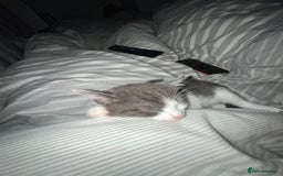 Mixed Breed cats for sale: Mixed breed kitten  - Image 4