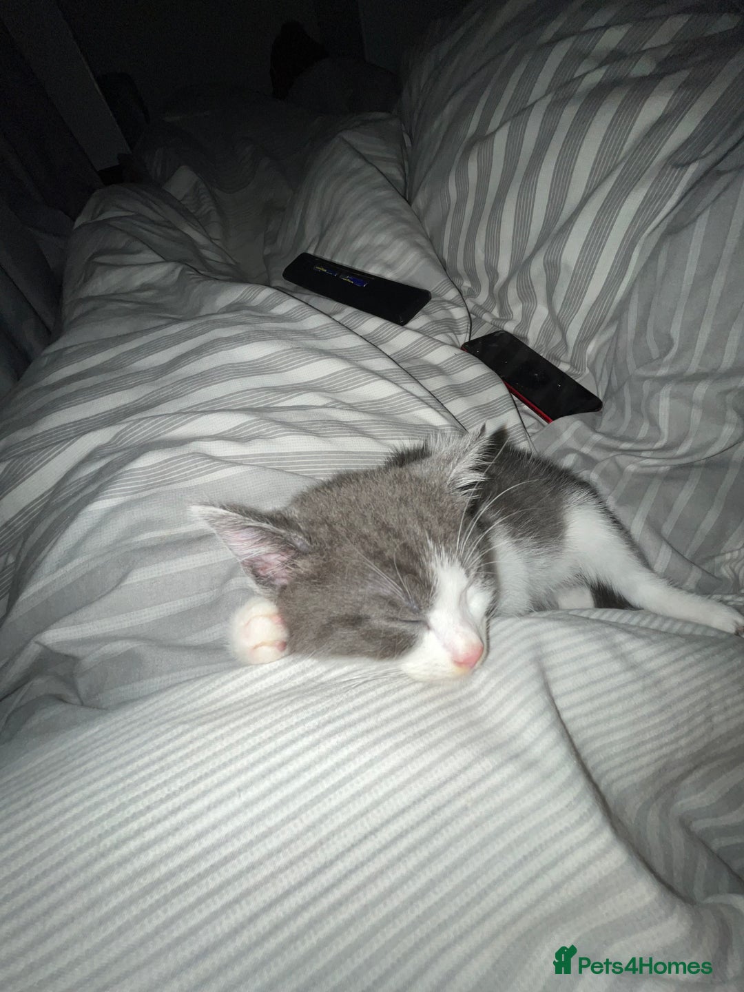 Mixed Breed cats for sale: Mixed breed kitten  - Image 4