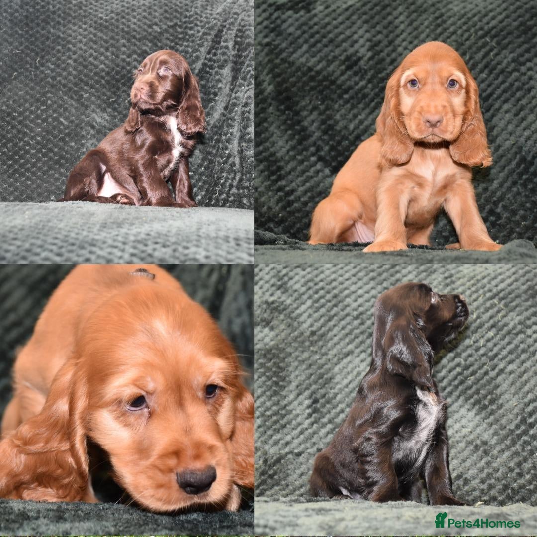 Cocker Spaniel dogs  Ready Now Kc Reg Show Type Cocker Spaniel - Advert 6