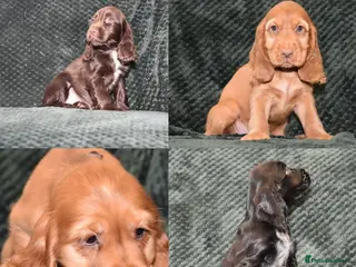 Cocker Spaniel dogs Ready Now Kc Reg Show Type Cocker Spaniel - Advert 6