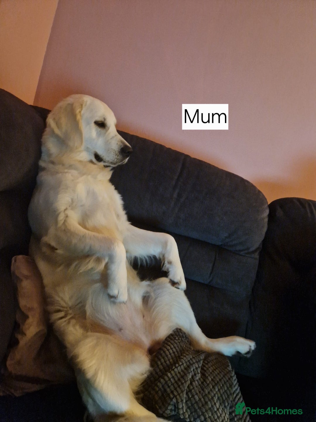 Goldendoodle dogs for sale: Goldendoodle retriever  - Image 35