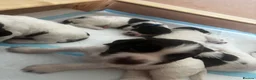 Sprocker dogs for sale: Sprocker puppies in Basildon - Advert 4