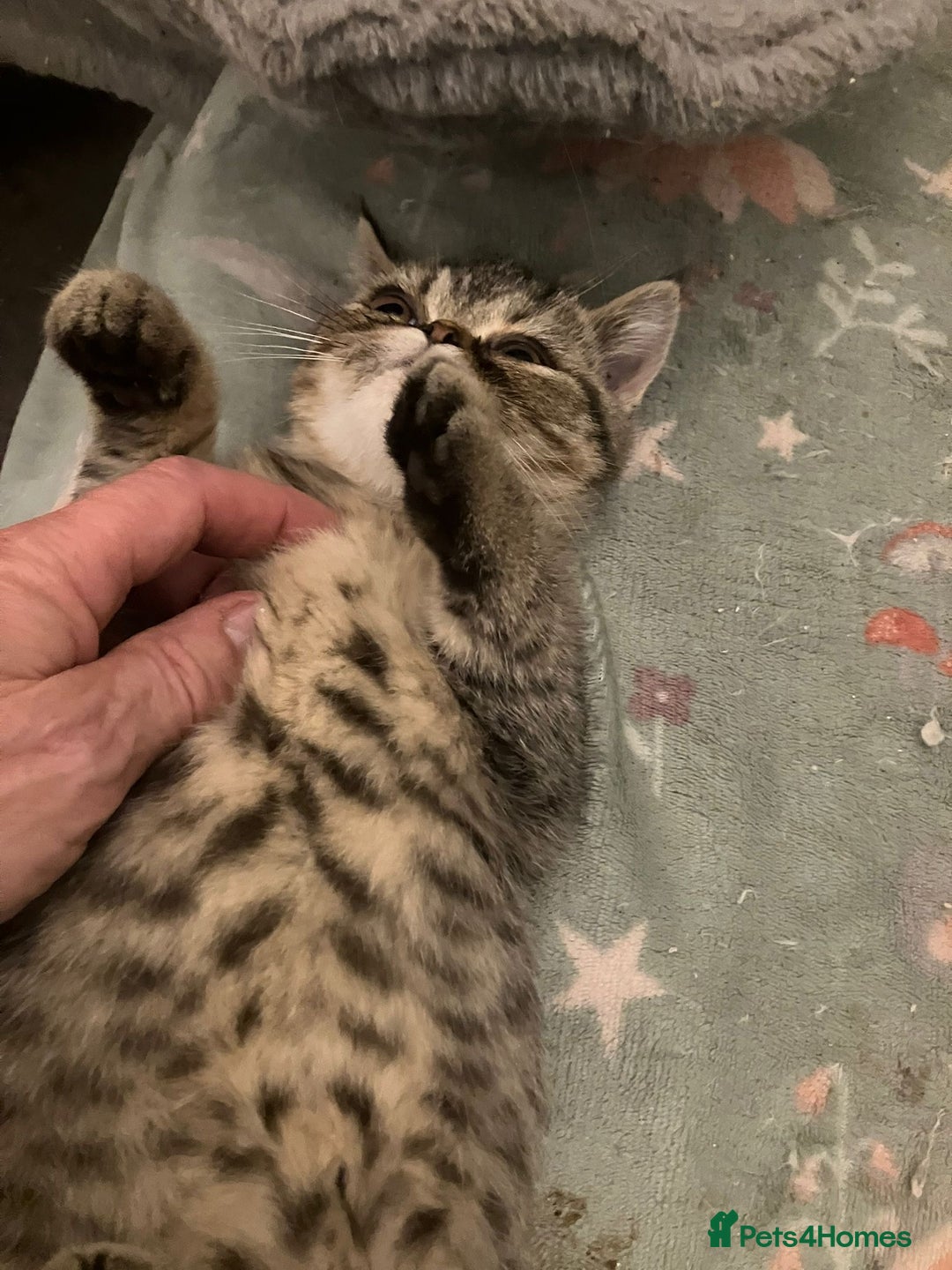 Exotic cats for sale: Beautiful exotic kittens for sale - Advert 3